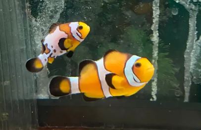 Clownfish Pair
